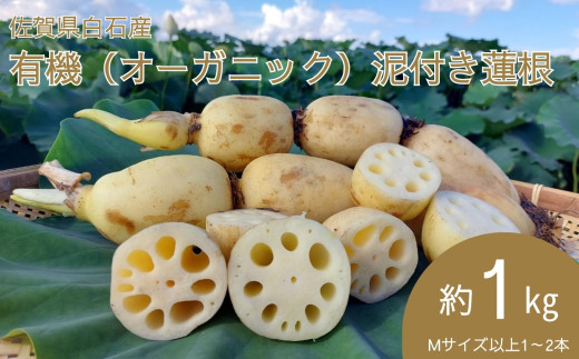 ＜先行予約受付中・令和7年9月上旬以降順次発送＞佐賀県白石産 有機（オーガニック）泥付き蓮根1㎏［A0050-0001］