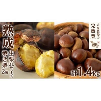 ふるさと納税 筑西市 【 吉原農場 の 完熟栗 】  熟成 生栗 1kg 3Lサイズ ・ 焼き栗 2袋 セット