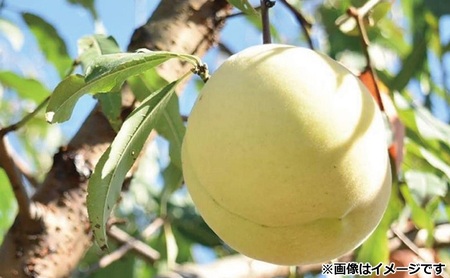 桃 2026年 先行予約 11月の旬な 白桃 冬桃 をお届け！約1.5kg 5～7玉 糖度センサー選果 糖度12度以上 もも モモ 岡山県 赤磐市産 国産 フルーツ 果物 ギフト あみかフルーツ　岡山