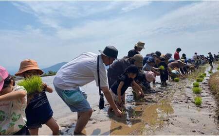 有田町の子どもたちが作ったお米で地域を活性化したい！キッズスタートアップ 有田の棚田米 おいしい新米【大吉村】有田町 米 おいしい 棚田 地域 活性化 地域おこし 保育園 保育園児 K20-6