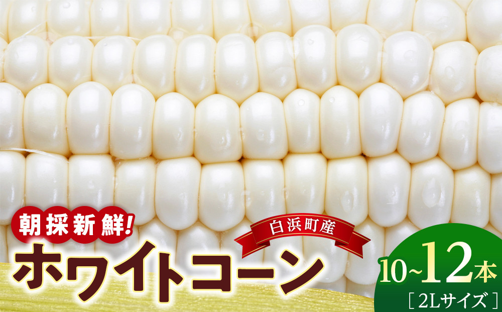 朝採 新鮮 白浜町産 ホワイトコーン とうもろこし 2Lサイズ 10～12本 はたごや農園 304018_ET02