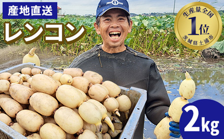 【先行予約】レンコン 2kg ◇ ｜ 収穫仕立て 産地直送 れんこん 蓮根 蓮 やさい 野菜 煮物 甘み シャキシャキ 茨城県 土浦市産 ※2026年9月～発送
