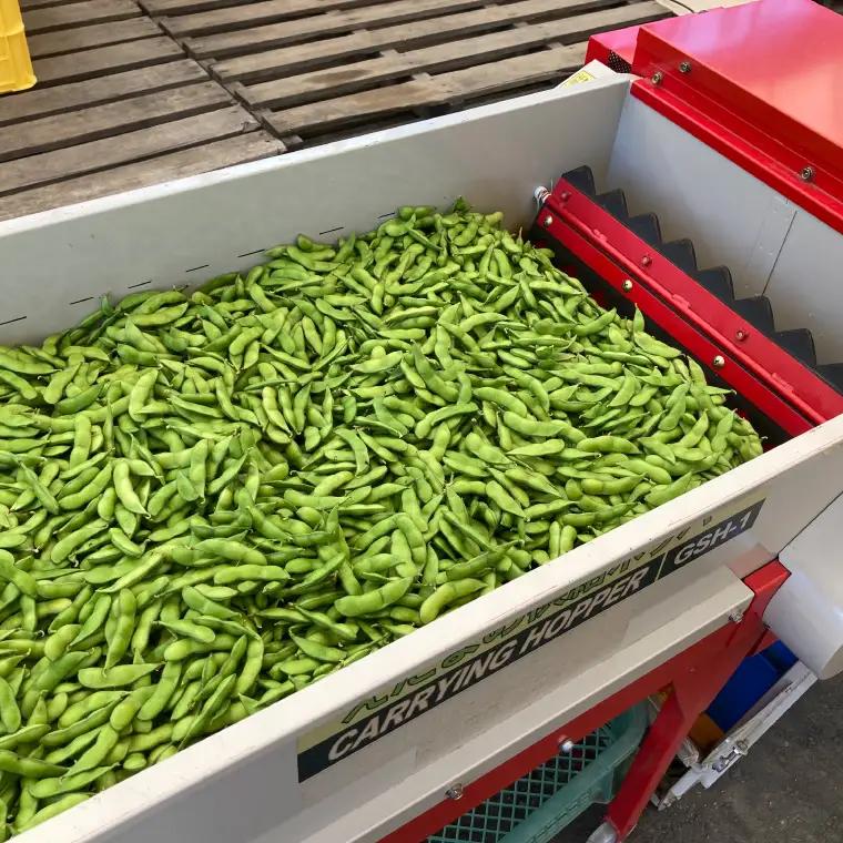 採れたて枝豆 1kg (250g×4袋) 2026年産 (DI008)