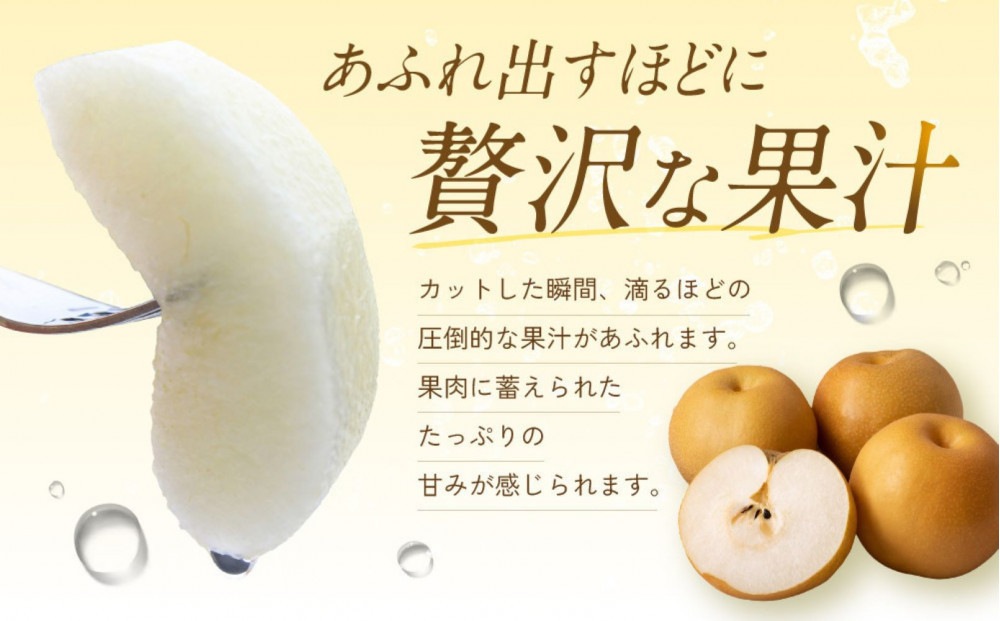 【先行予約】ギフト用 数量限定 鳥取県産”王秋梨（おうしゅうなし）” 約5kg （8～15玉）≪2026年11月中旬頃出荷≫