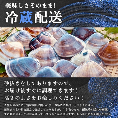 天然はまぐり約3kg (千葉県産)【配送不可地域：離島・沖縄県】