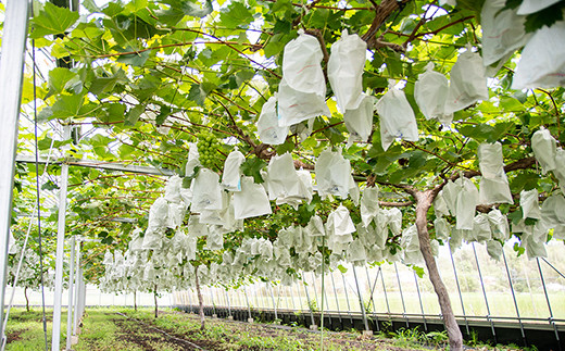 シャインマスカット＆クイーンニーナ 2.2kg 食べ比べセット 西都産完熟ぶどう＜2-3＞