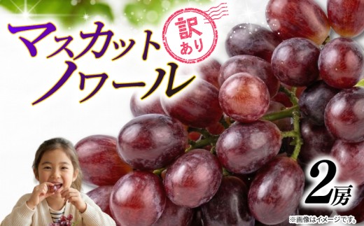 訳あり マスカットノワール （ 種なし ） 2房 900g 以上 2026年 発送分 数量限定 先行予約 紫黒色 ぶどう コク 甘い 葡萄 フルーツ 産地直送  ジューシー デザート 濃厚 ご自宅用 有機栽培 果実 くだもの 旬 味覚  高級 ご褒美 お取り寄せ プレゼント 品種 グルメ 糖度 香り 皮ごと 贈答用 ふるさと納税 送料無料 千葉県 銚子市 加瀬農園 【8月下旬から順次発送予定】