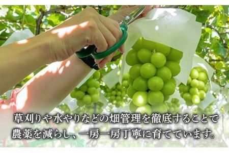 【2026年発送分 先行予約】 シャインマスカット 2～3房（約1.2kg） 8月中旬以降発送予定 フルーツ 山梨 シャイン マスカット くだもの 大粒 人気 厳選 ブドウ ぶどう 葡萄  富士川町 