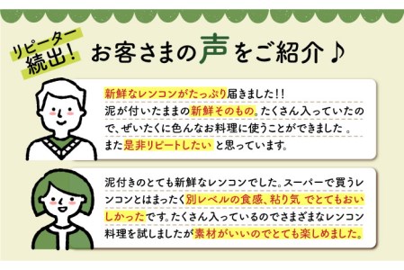 【先行予約】【おいしいれんこんを産地直送！】 白石町産 泥付きれんこん（4kg）【佐賀県農業協同組合】/れんこん 佐賀 白石れんこん 泥付きれんこん シャキシャキれんこん ホクホクれんこん 高品質のれ