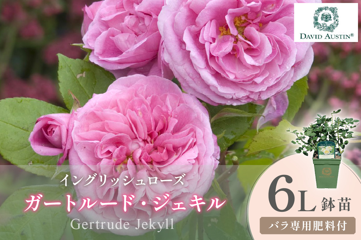 【イングリッシュローズ】デビッド・オースチン ガートルード・ジェキル 6L鉢苗（バラ専用肥料付）【025D-038】
