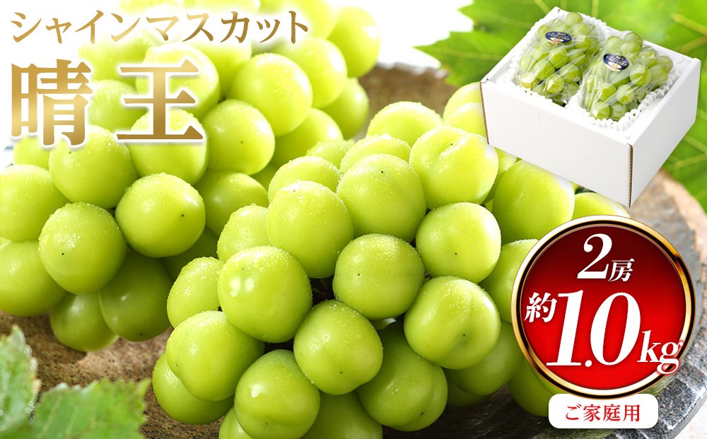 
            ぶどう 2026年  ご家庭用 シャイン マスカット 晴王 約500g×2房 ブドウ 葡萄  岡山県産 国産 フルーツ 果物
          