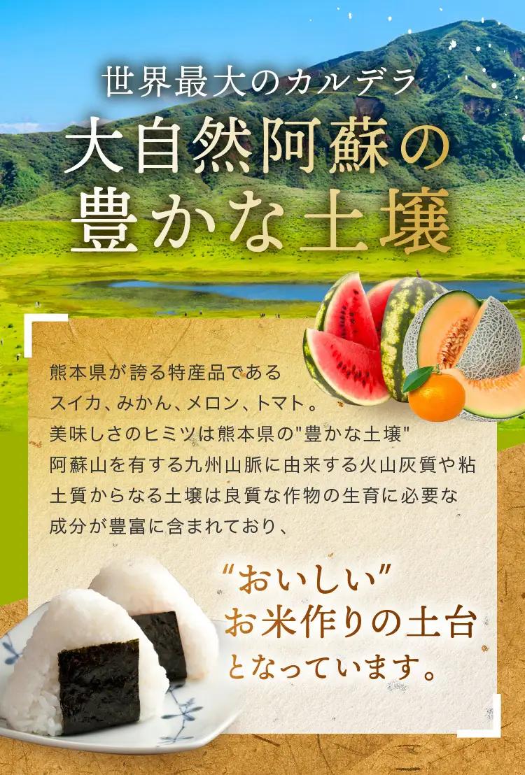 【 定期便 6回 】 熊本県産 白米 森のくまさん 10kg