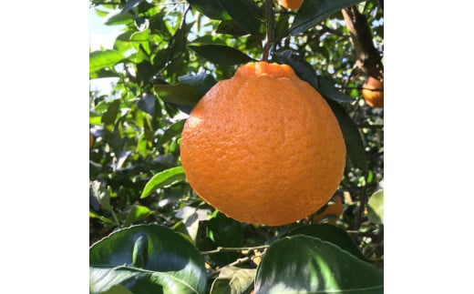 【先行予約】 有田育ちの濃厚 不知火 (デコポン と同品種)(訳あり 家庭用) 約5kg