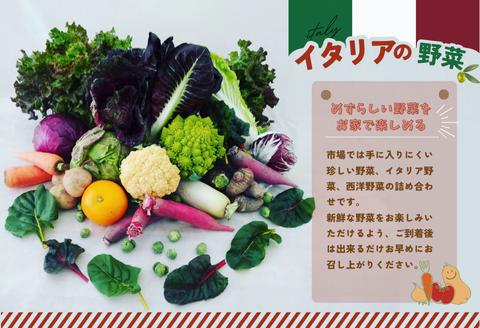 年間定期便24回 イタリア野菜セットレギュラー 10品 【有機野菜 おまかせ野菜セット イタリア野菜 西洋野菜 定期便】(H078150)