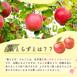 【2025年12月中旬発送】りんご 葉取らずサンふじ 10kg 程度 青森りんご