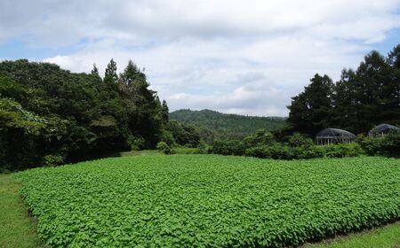 無農薬・無化学肥料　青森県産　生搾りえごま油（３本）えごま油 無農薬・無化学肥料 えごま油 無農薬・無化学肥料 えごま油 無農薬・無化学肥料 えごま油 無農薬・無化学肥料 青森県 三戸町 R0714