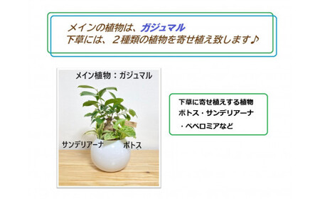 011-26ハイドロカルチャー・寄せ植え（ボール／ホワイト）メイン植物：ガジュマル