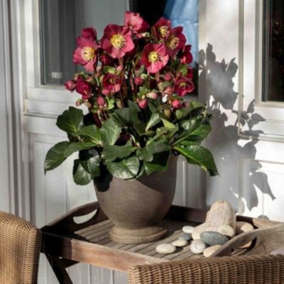 【ふるさと納税】 【先行予約】 花 クリスマスローズ 鉢植え 氷の薔薇 ベノッタ 開花株 4.5号 冬 季節 ガーデン ガーデニング 庭 贈答 プレゼント ギフト 植物 2025年12月中旬より発送開始 オンライン決済限定
