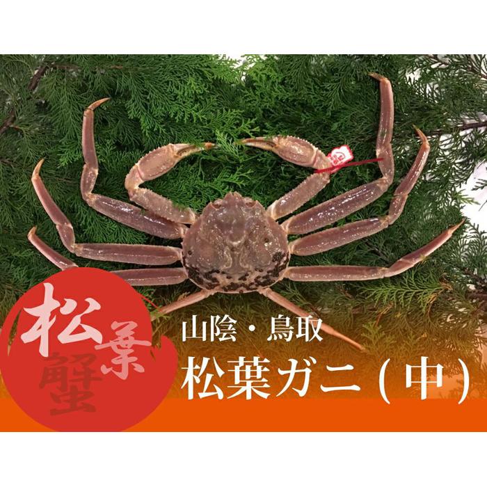 【ふるさと納税】特選とっとり松葉ガニ (中)【山根商店】 | 鳥取　蟹　 カニ