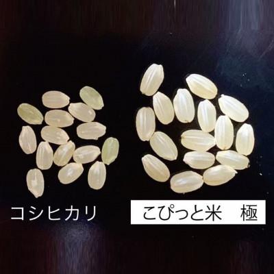 ふるさと納税 北杜市 きわだつ大粒!【令和7年産】こぴっと米【極】白米・4kg　特別栽培米 |  | 01