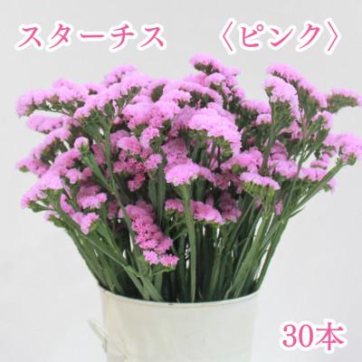ふるさと納税 原村 【先行受付】原村産スターチス〈ピンク〉30本