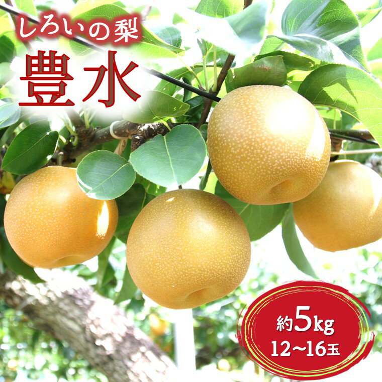 【ふるさと納税】【今夏収穫分予約】豊水 梨 5kg 12～16玉 しろいの梨 予約受付 果汁たっぷり 甘い みずみずしい 美味しい おすすめ