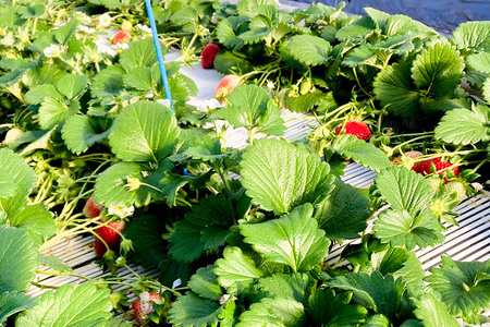 《2026年1月上旬～2月上旬発送》大粒クッショントレー詰め「やよいひめ」500g×2枚 山口いちご園 苺 イチゴ いちご