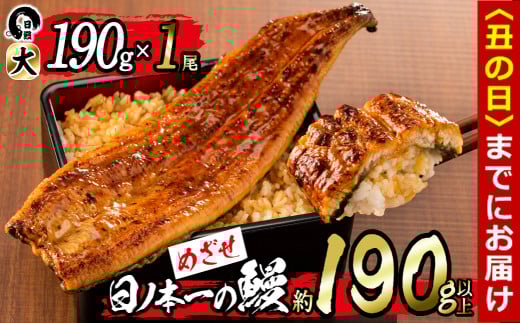 【丑の日までに配送】＜肝串3本付き！＞日ノ本一の鰻の蒲焼き＜大＞1尾(約190g以上) a3-202-sbs-us