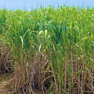 沖縄のさとうきび由来「シュガーケイソ」3本セット(30ml×3)【1706913】