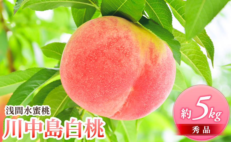 桃 先行予約 浅間水蜜桃 川中島白桃 約5kg 秀品 フルーツ 果物 白桃 甘い 冷蔵