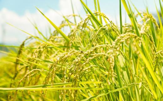 わたしたちが作っています