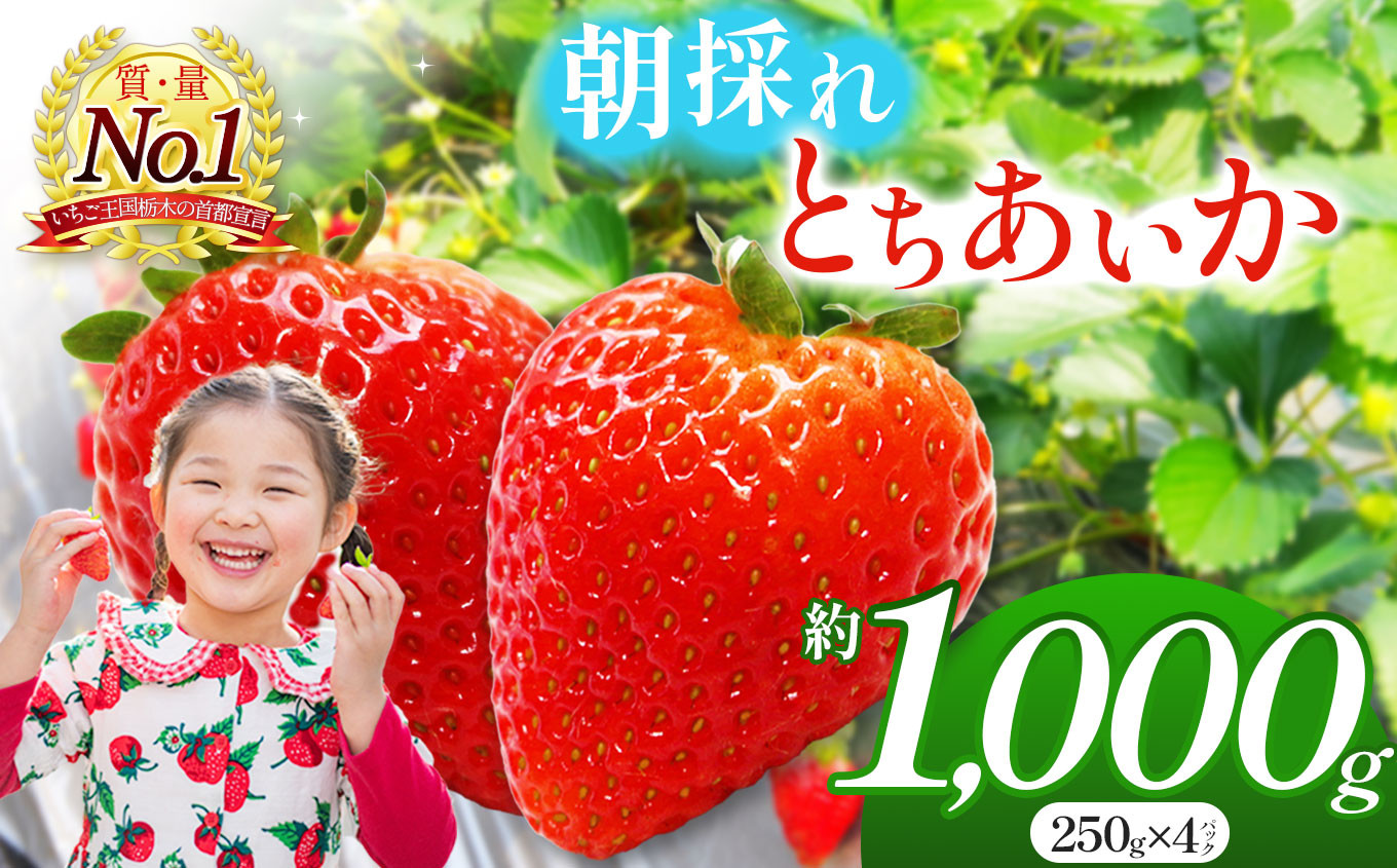 
                  【2026/27年 先行予約】朝採れのいちご とちあいか 朝摘み いちご 苺 イチゴ ストロベリー 大きい 美味しい 果汁 甘い あまい 1000g 真岡市 栃木県 送料無料
                