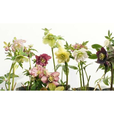 ふるさと納税 府中市 クリスマスローズのパイオニア　クリスマスローズ開花予定株お任せ2株セット |  | 03