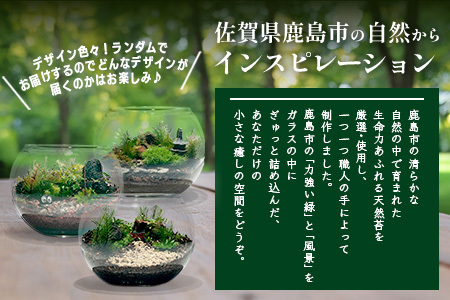 B-892　苔テラリウム　手入れ簡単 癒やしのインテリア 卓上サイズ 誕生日 プレゼント雑貨 敬老の日 贈り物 観葉植物 初心者 鹿島市産 / mossty [B-892]