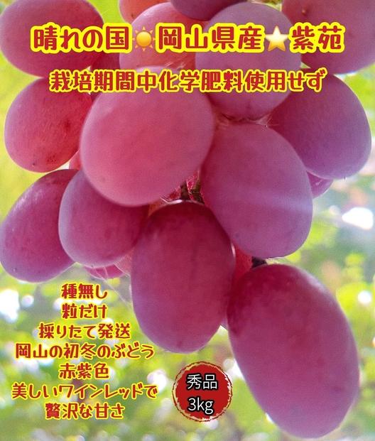 ぶどう 2025年 先行予約 紫苑 秀品 粒だけ 約3kg 岡山 国産 果物 フルーツ  2025年10月上旬から発送