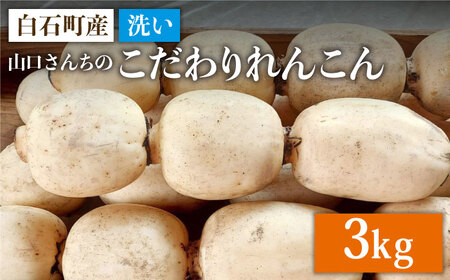 【令和7年9月以降発送】洗いれんこん 約3kg  / れんこん レンコン れんこん 蓮根 れんこん れんこん [IAS004]