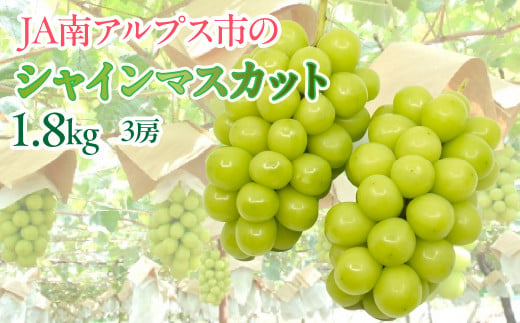 【令和7年発送先行予約】絶品！南アルプス市産シャインマスカット1.8kg ALPAA004-25-A1  山梨 山梨県 ぶどう 葡萄 ブドウ マスカット 種なし 大粒 フルーツ くだもの 果物 高級 新鮮 産地直送 贈答 ギフト 家庭用  1.8キロ 2025年