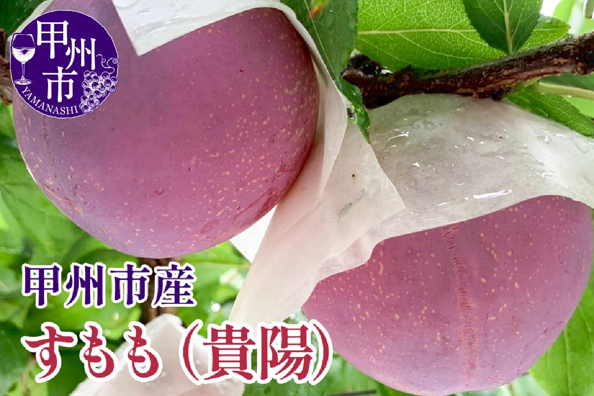 
            【クール配送】すもも（貴陽）7～9玉（約1.5kg）【2026年発送】（KFT）C-1810 【貴陽 すもも スモモ 令和8年発送 期間限定 山梨県産 甲州市 フルーツ 果物】
          