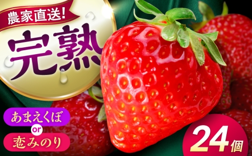 【先行予約】【2027年1月下旬発送開始】いちご 24個(500g程度) / (あまえくぼ or 恋みのり) 苺 いちご イチゴ ストロベリー strawberry ichigo フルーツ 果物 くだもの 旬 イチゴ 完熟  青果 熊本県 合志市【有限会社 高司農園】 [AYDO001]