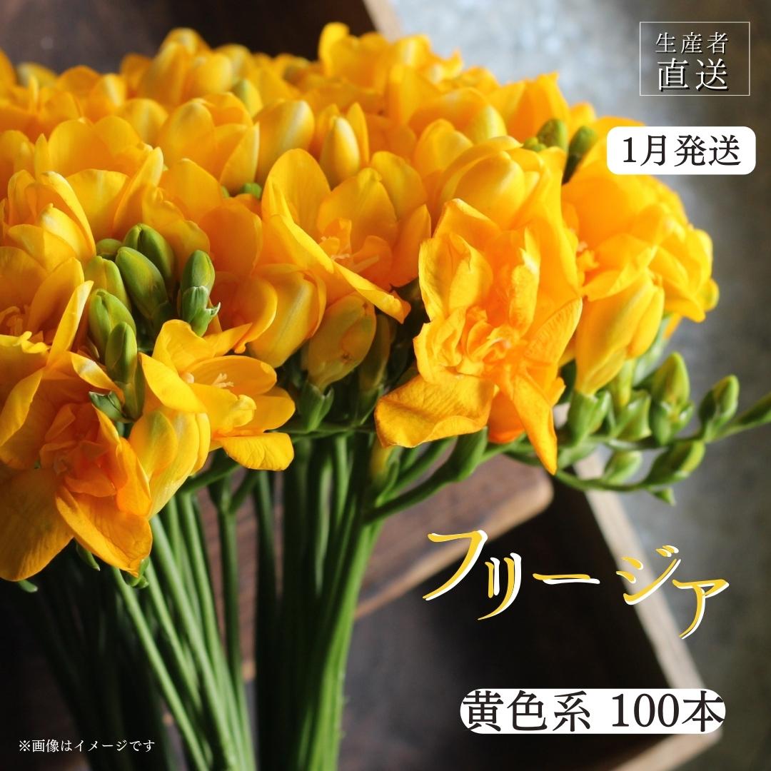 【ふるさと納税】【先行予約】2026年1月発送 フリージア 黄色 100本 生花 切り花