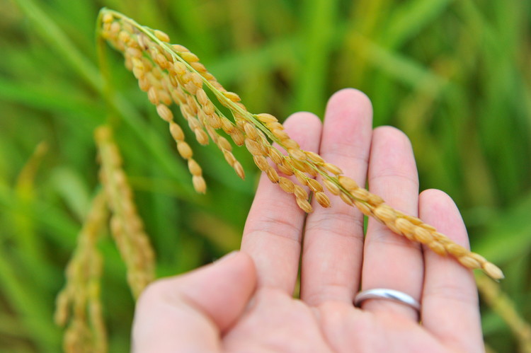 【令和7年度産 新米】 つちや農園 猪苗代町産 特別栽培米ひとめぼれ 5kg（精米）| お米 米 ひとめぼれ ※2025年11月上旬頃より順次発送予定