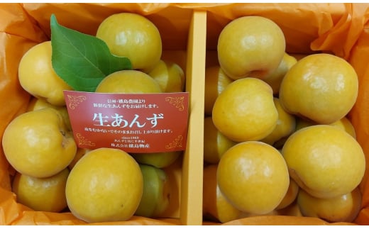 【2025年先行予約】【数量限定】あんず ハーコット 2パック(計約1.2kg)｜ 生あんず 信州あんず 杏子 アンズ アプリコット 期間限定 千曲市 長野県産 信州
