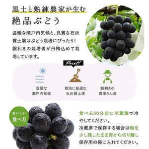 ニュー ピオーネ 2房(1房480g以上)・ シャインマスカット 晴王2房(1房480g以上)　化粧箱入り｜ ぶどう ぶどう