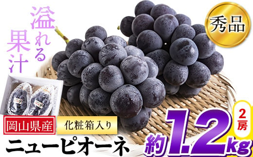 24. 【先行予約】 秀品 ニューピオーネ 約1.2kg 2房《2024年9月中旬～11月上旬頃に出荷予定(土日祝除く)》