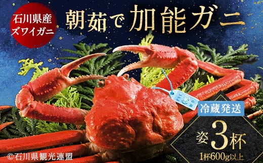 朝茹で加能ガニ姿3杯入り 蟹 かに ズワイガニ グルメ 海産物 贈り物 加賀 F6P-3187