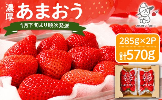先行予約【2026年1月下旬～4月中旬発送】ココロファームの 濃厚あまおう 285g × 2P 約570g 《豊前市》 苺 いちご あまおう 福岡県産 【※北海度・沖縄および離島への配送不可】 [VAE007]