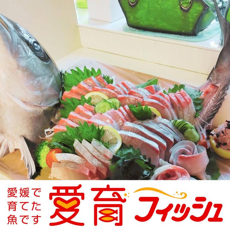 真鯛 1尾 宇和海産 神経締め こもこもShop 神経〆 まるごと 海の鯛陽 鯛 マダイ タイ 養殖 刺身 お刺身 お刺し身 刺し身 人気 鯛めし 鯛茶漬け 鯛しゃぶ 塩焼き 煮付け アレンジ 新鮮 