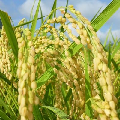 ふるさと納税 京丹波町 「京丹波ほたるの里」のこしひかり・もち米セット(小)　 |  | 03