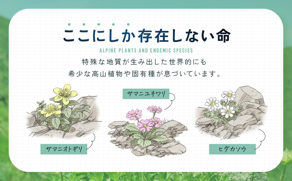 【返礼品なし】アポイ岳ファンクラブ自然保全活動応援　300,000円