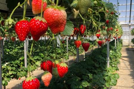 【磯山観光いちご園】いちご狩り30分食べ放題チケット4枚 いちご 苺 イチゴ 体験チケット いちご狩り 果物狩り 体験 イベント 千葉県 東庄町
